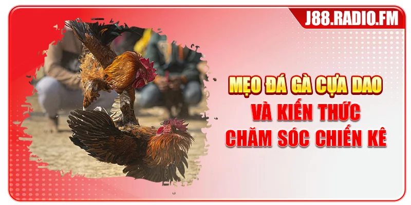 Mẹo Đá Gà Cựa Dao – Tổng Hợp Mẹo Bất Bại Từ Cao Thủ - GOBK.BUZZ