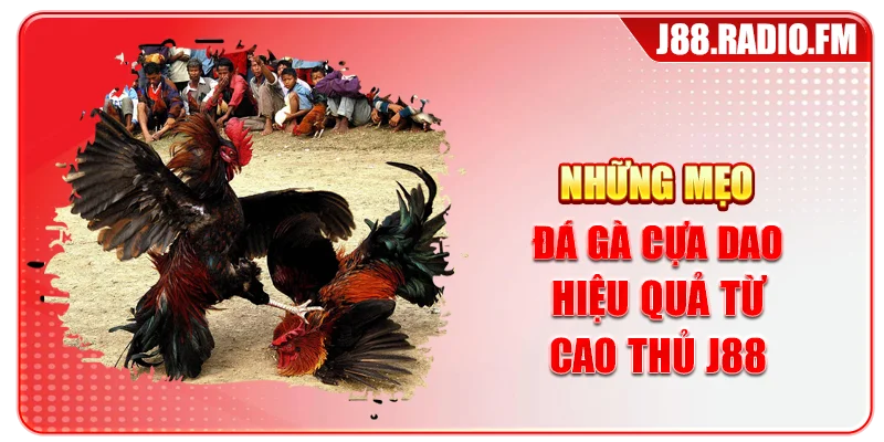 Mẹo Đá Gà Cựa Dao – Tổng Hợp Mẹo Bất Bại Từ Cao Thủ - GOBK.BUZZ