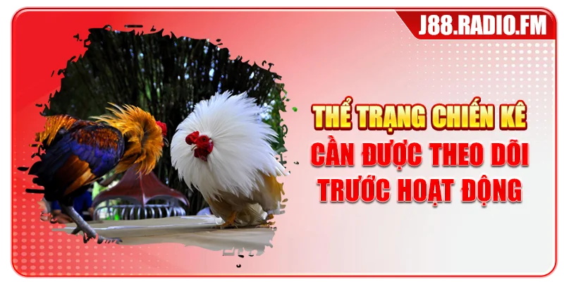 Mẹo Đá Gà Cựa Dao – Tổng Hợp Mẹo Bất Bại Từ Cao Thủ - GOBK.BUZZ